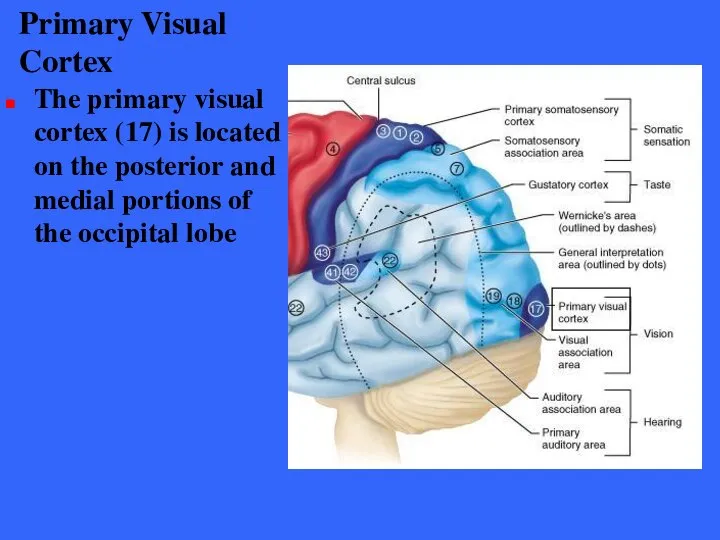 Primary Visual Cortex The primary visual cortex (17) is located on