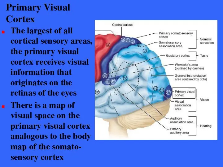 Primary Visual Cortex The largest of all cortical sensory areas, the