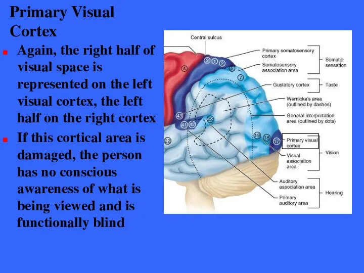 Primary Visual Cortex Again, the right half of visual space is