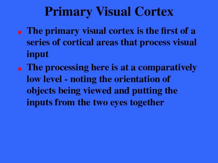 Primary Visual Cortex The primary visual cortex is the first of