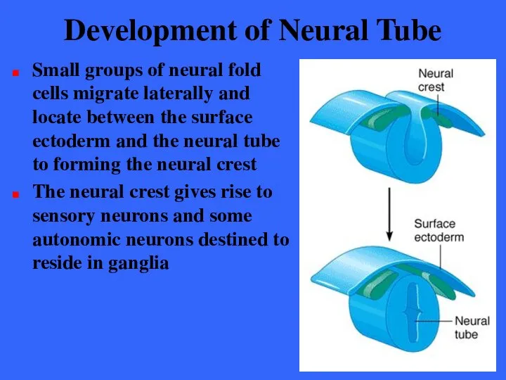 Development of Neural Tube Small groups of neural fold cells migrate