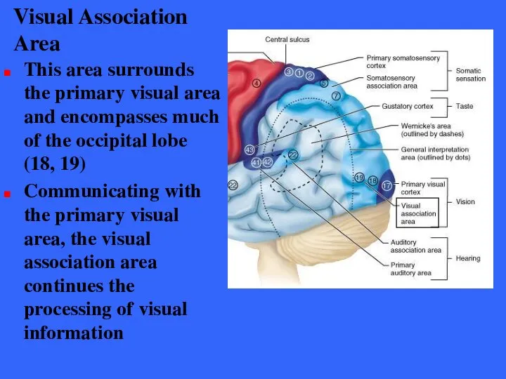 Visual Association Area This area surrounds the primary visual area and