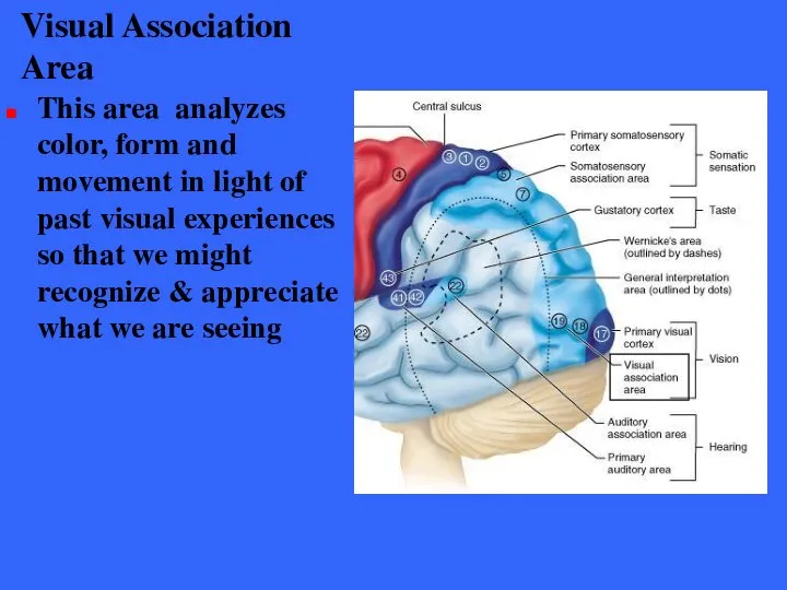 Visual Association Area This area analyzes color, form and movement in