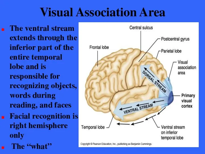 Visual Association Area The ventral stream extends through the inferior part