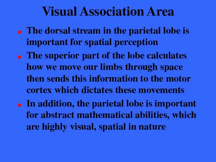 Visual Association Area The dorsal stream in the parietal lobe is