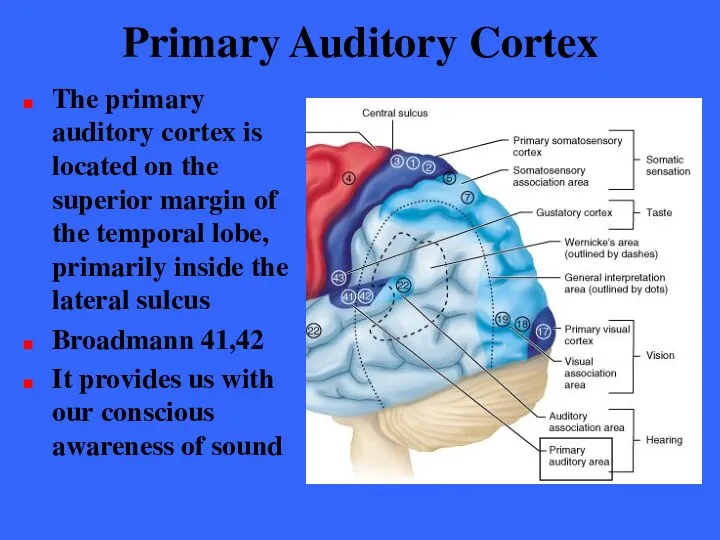 Primary Auditory Cortex The primary auditory cortex is located on the