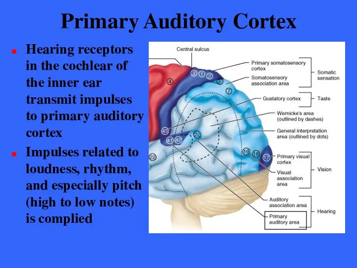 Primary Auditory Cortex Hearing receptors in the cochlear of the inner