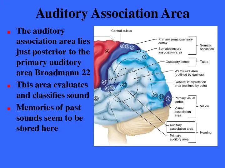 Auditory Association Area The auditory association area lies just posterior to