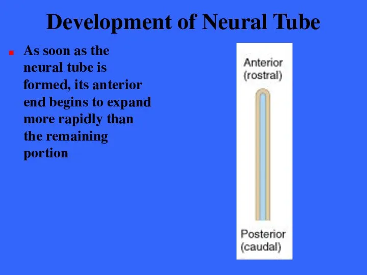 Development of Neural Tube As soon as the neural tube is