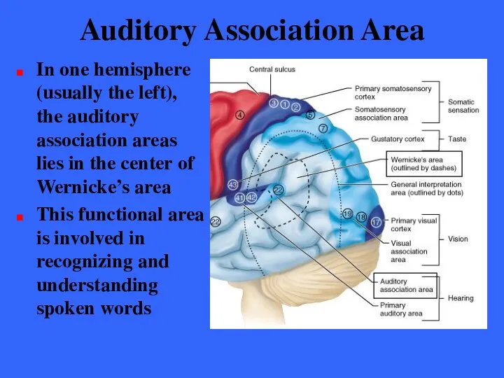 Auditory Association Area In one hemisphere (usually the left), the auditory