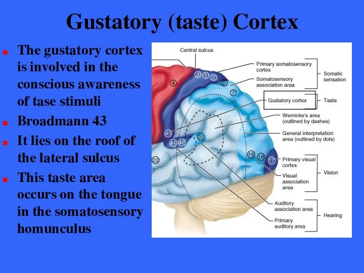 Gustatory (taste) Cortex The gustatory cortex is involved in the conscious