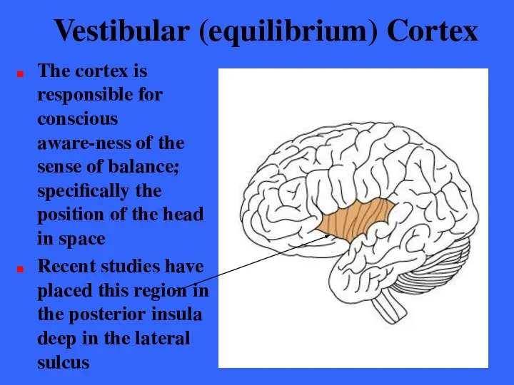 Vestibular (equilibrium) Cortex The cortex is responsible for conscious aware-ness of