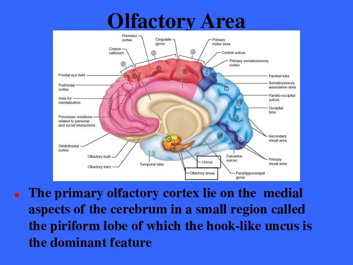 Olfactory Area The primary olfactory cortex lie on the medial aspects