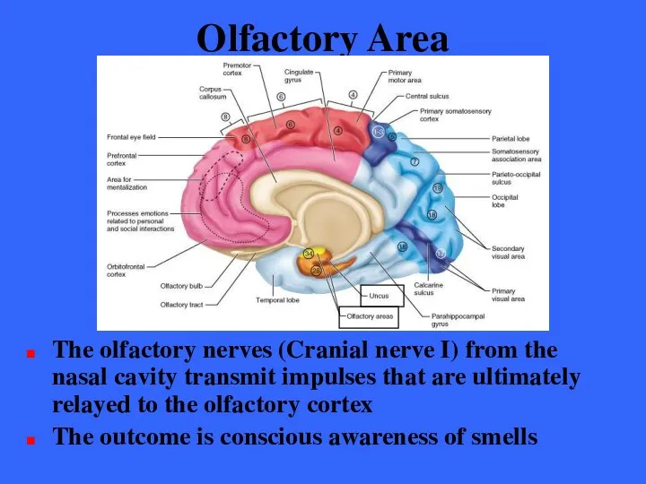 Olfactory Area The olfactory nerves (Cranial nerve I) from the nasal