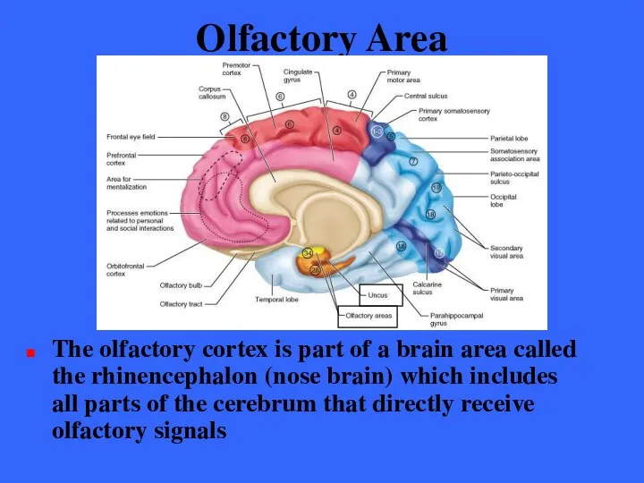 Olfactory Area The olfactory cortex is part of a brain area