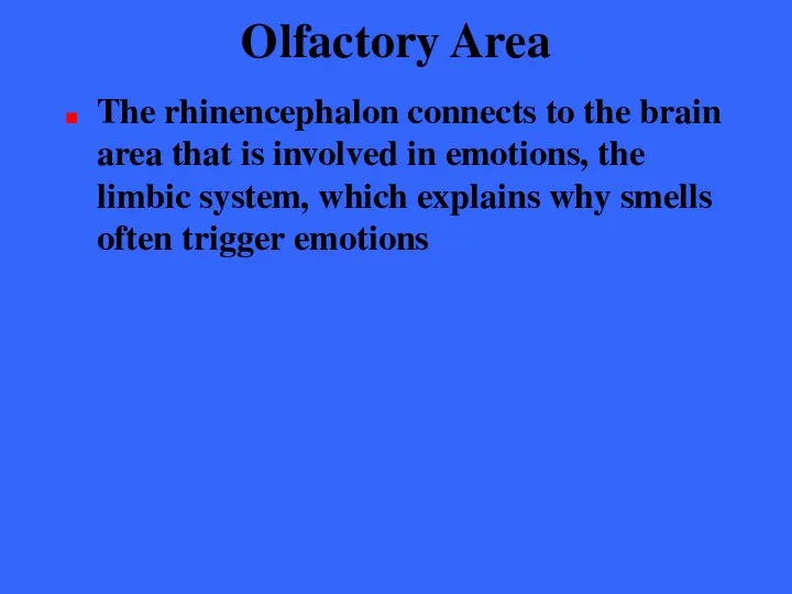 Olfactory Area The rhinencephalon connects to the brain area that is