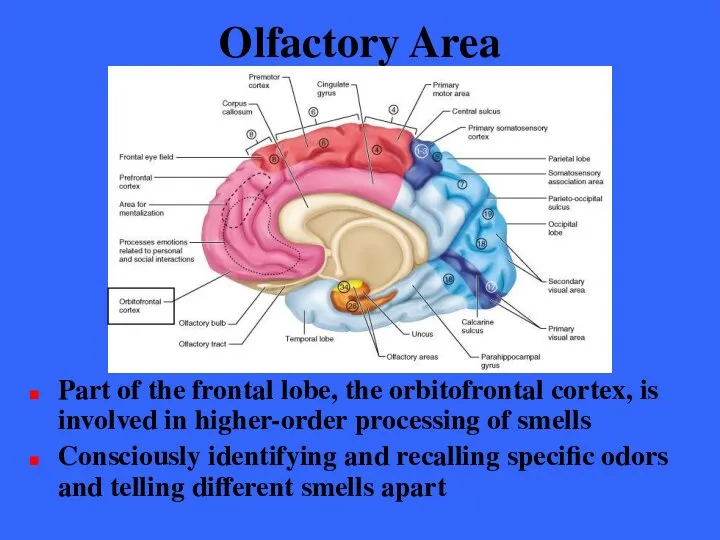 Olfactory Area Part of the frontal lobe, the orbitofrontal cortex, is