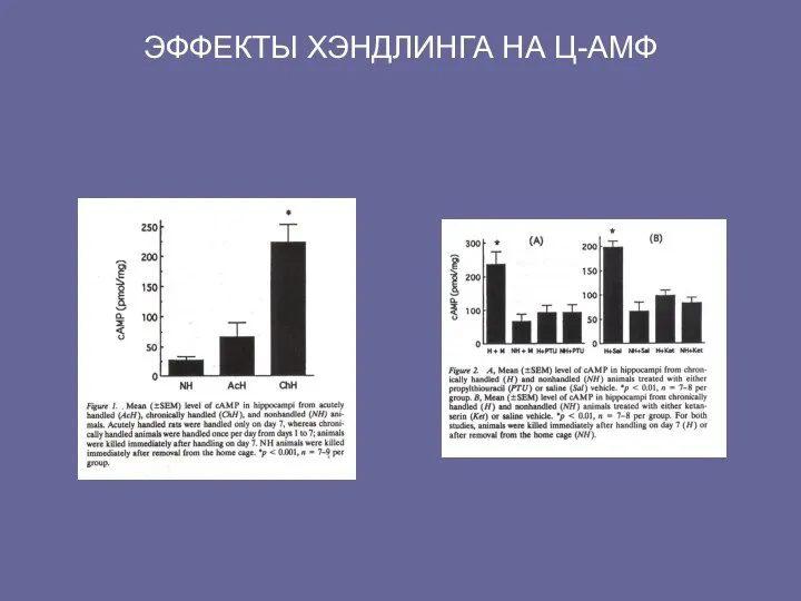 ЭФФЕКТЫ ХЭНДЛИНГА НА Ц-АМФ