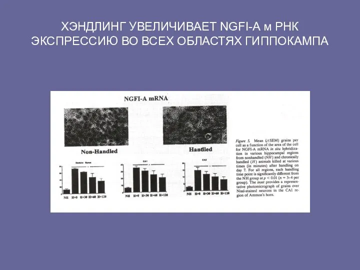 ХЭНДЛИНГ УВЕЛИЧИВАЕТ NGFI-A м РНК ЭКСПРЕССИЮ ВО ВСЕХ ОБЛАСТЯХ ГИППОКАМПА