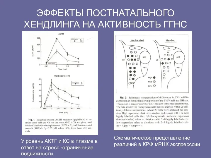 ЭФФЕКТЫ ПОСТНАТАЛЬНОГО ХЕНДЛИНГА НА АКТИВНОСТЬ ГГНС У ровень АКТГ и КС