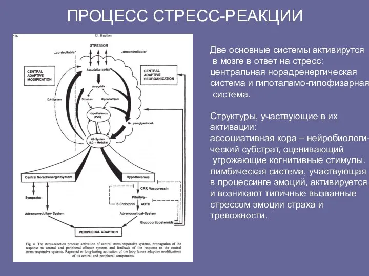 ПРОЦЕСС СТРЕСС-РЕАКЦИИ Две основные системы активирутся в мозге в ответ на