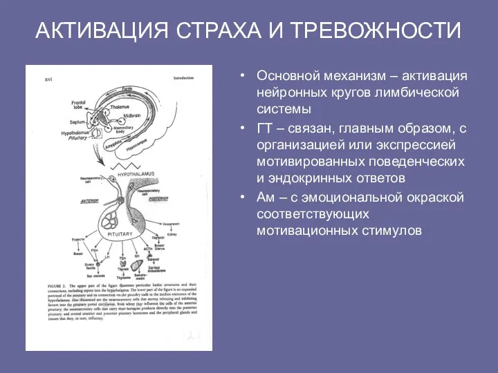 АКТИВАЦИЯ СТРАХА И ТРЕВОЖНОСТИ Основной механизм – активация нейронных кругов лимбической