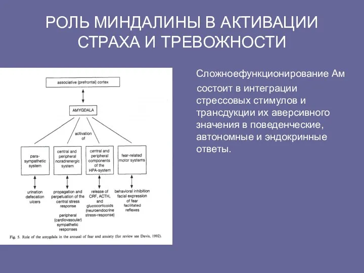 РОЛЬ МИНДАЛИНЫ В АКТИВАЦИИ СТРАХА И ТРЕВОЖНОСТИ Сложноефункционирование Ам состоит в