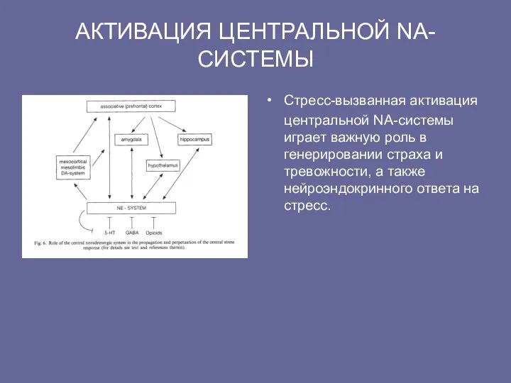 АКТИВАЦИЯ ЦЕНТРАЛЬНОЙ NA-СИСТЕМЫ Стресс-вызванная активация центральной NA-системы играет важную роль в