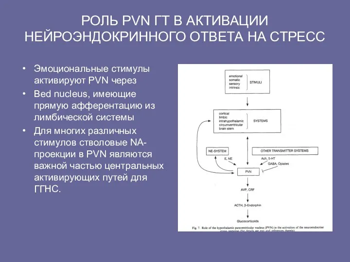 РОЛЬ PVN ГТ В АКТИВАЦИИ НЕЙРОЭНДОКРИННОГО ОТВЕТА НА СТРЕСС Эмоциональные стимулы