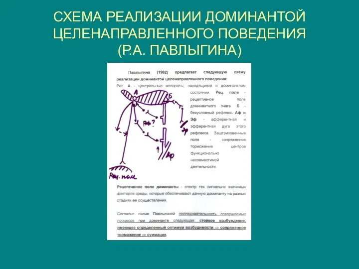 СХЕМА РЕАЛИЗАЦИИ ДОМИНАНТОЙ ЦЕЛЕНАПРАВЛЕННОГО ПОВЕДЕНИЯ (Р.А. ПАВЛЫГИНА)