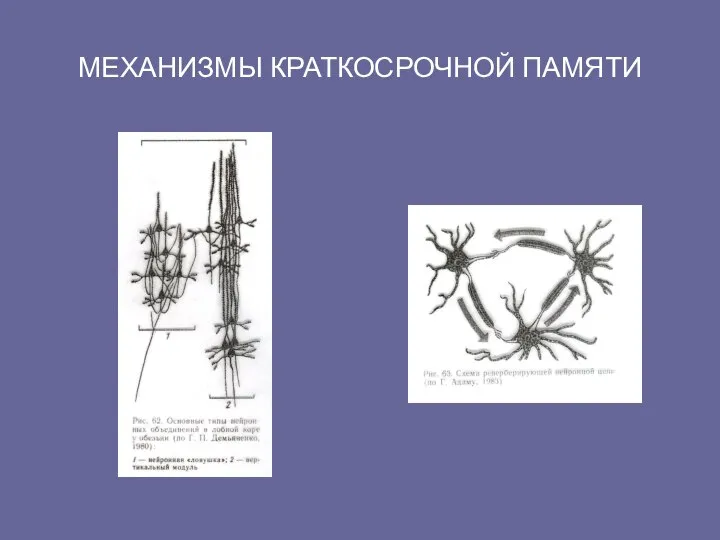 МЕХАНИЗМЫ КРАТКОСРОЧНОЙ ПАМЯТИ