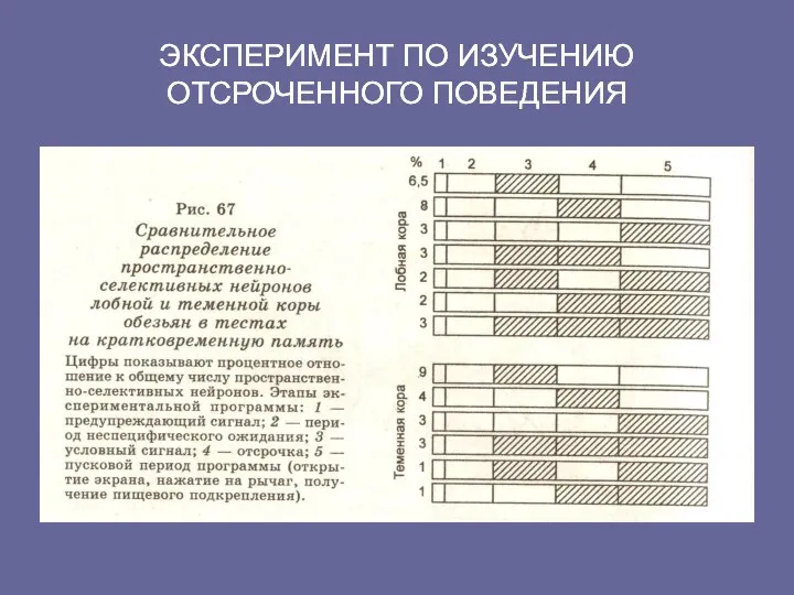 ЭКСПЕРИМЕНТ ПО ИЗУЧЕНИЮ ОТСРОЧЕННОГО ПОВЕДЕНИЯ ЭКСПЕРИМЕНТ ПО ИЗУЧЕНИЮ ОТСРОЧЕННОГО ПОВЕДЕНИЯ