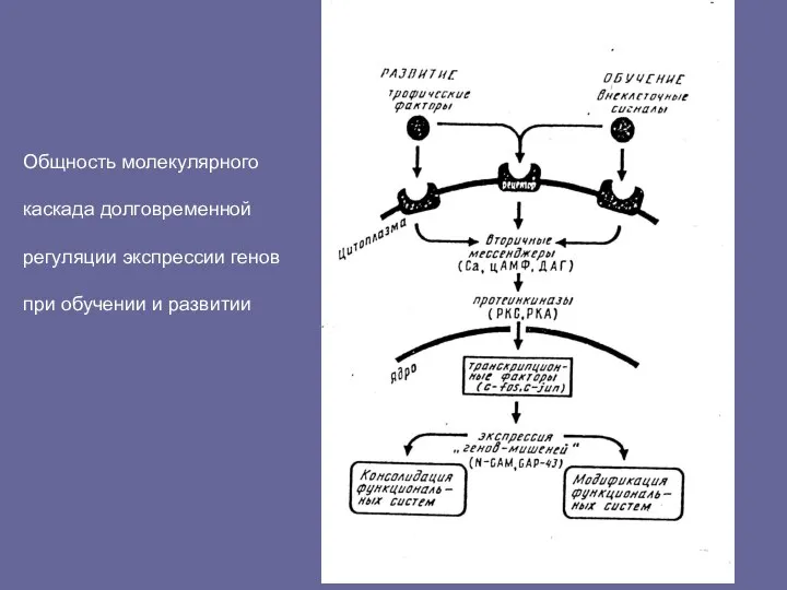 Общность молекулярного каскада долговременной регуляции экспрессии генов при обучении и развитии