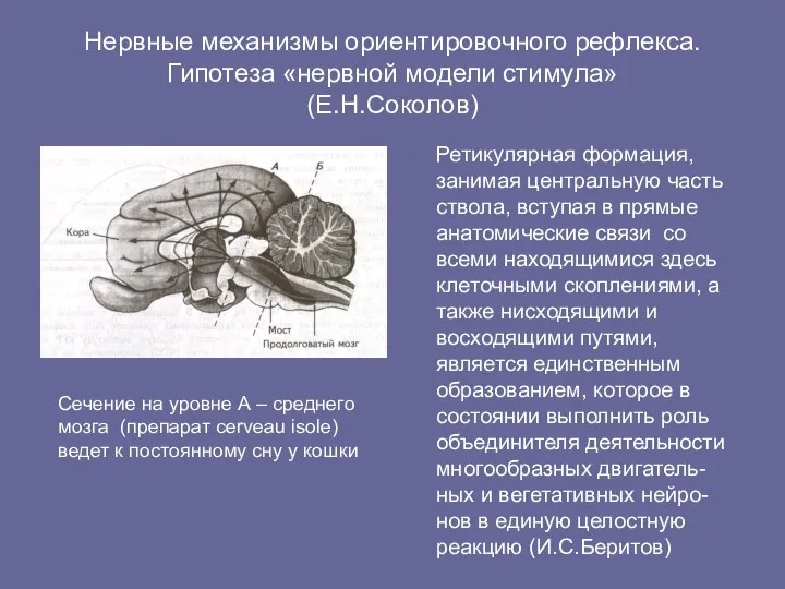 Нервные механизмы ориентировочного рефлекса. Гипотеза «нервной модели стимула» (Е.Н.Соколов) Ретикулярная формация,