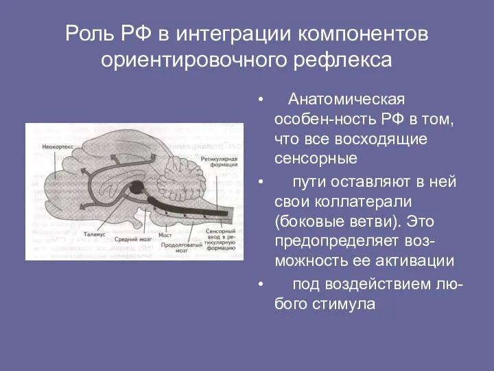 Роль РФ в интеграции компонентов ориентировочного рефлекса Анатомическая особен-ность РФ в