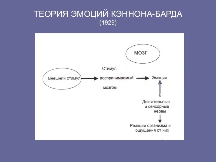 ТЕОРИЯ ЭМОЦИЙ КЭННОНА-БАРДА (1929)