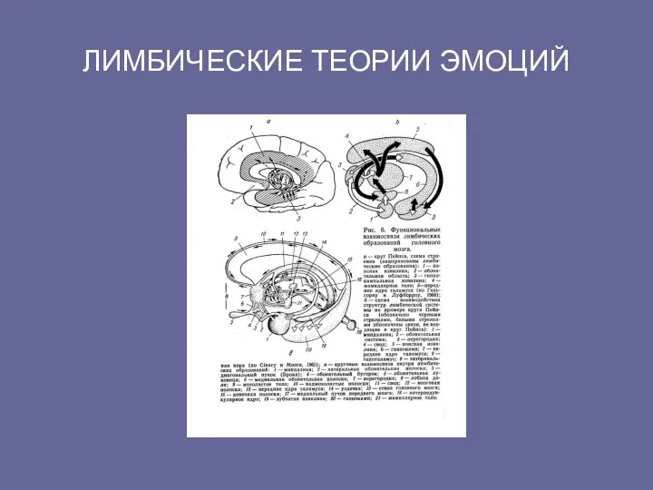 ЛИМБИЧЕСКИЕ ТЕОРИИ ЭМОЦИЙ