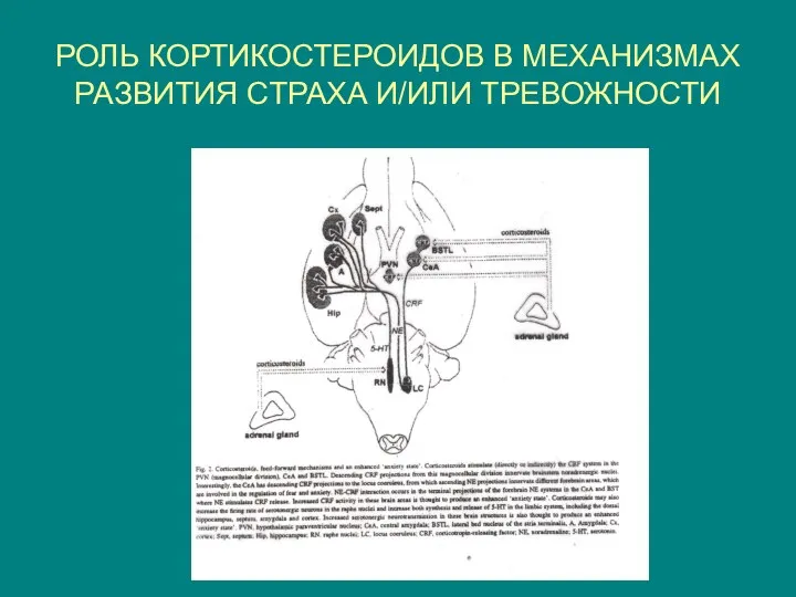 РОЛЬ КОРТИКОСТЕРОИДОВ В МЕХАНИЗМАХ РАЗВИТИЯ СТРАХА И/ИЛИ ТРЕВОЖНОСТИ