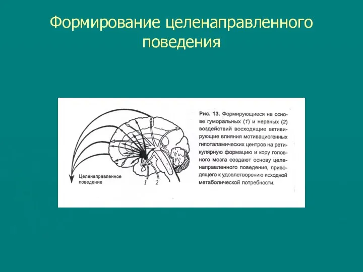 Формирование целенаправленного поведения