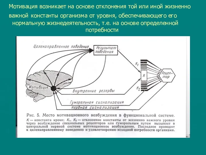 Мотивация возникает на основе отклонения той или иной жизненно важной константы