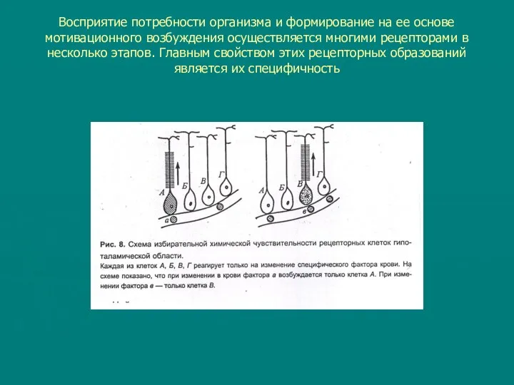 Восприятие потребности организма и формирование на ее основе мотивационного возбуждения осуществляется