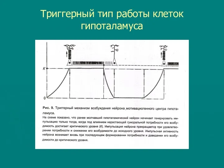 Триггерный тип работы клеток гипоталамуса