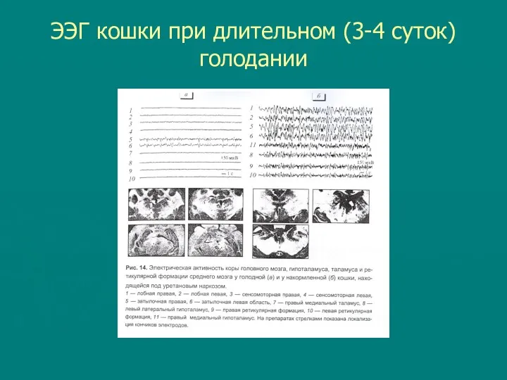 ЭЭГ кошки при длительном (3-4 суток) голодании