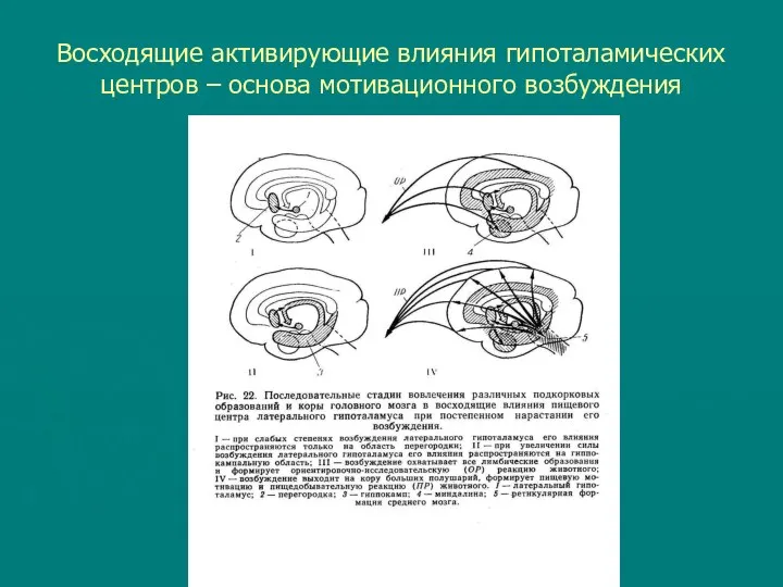 Восходящие активирующие влияния гипоталамических центров – основа мотивационного возбуждения