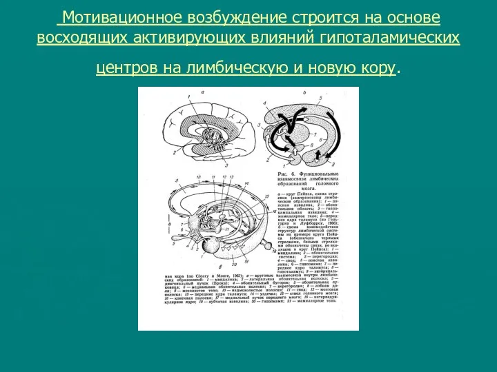 Мотивационное возбуждение строится на основе восходящих активирующих влияний гипоталамических центров на лимбическую и новую кору.