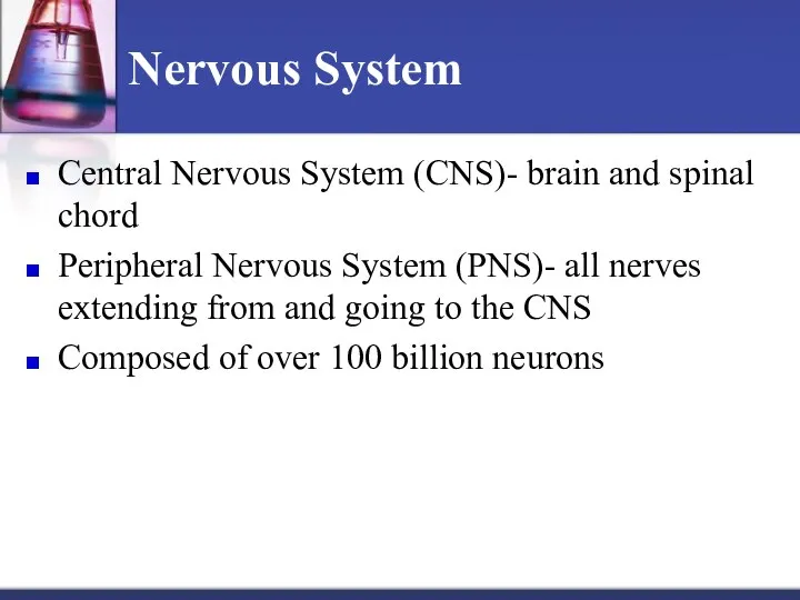 Nervous System Central Nervous System (CNS)- brain and spinal chord Peripheral