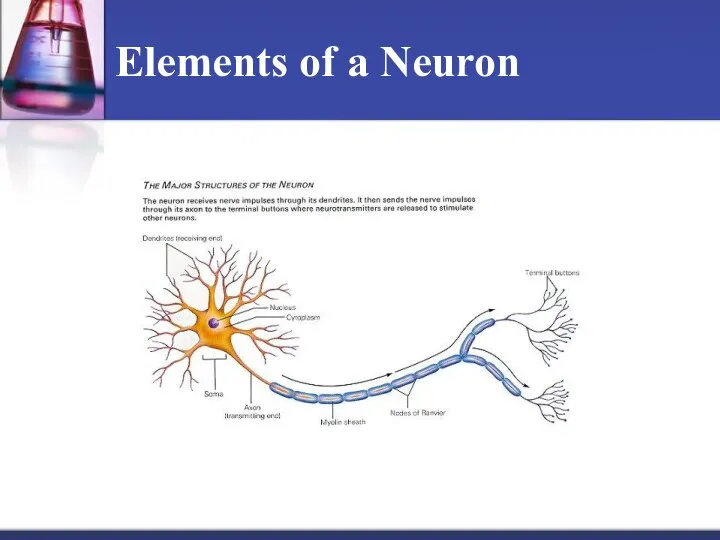 Elements of a Neuron