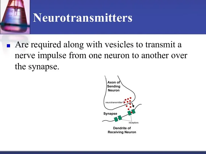 Neurotransmitters Are required along with vesicles to transmit a nerve impulse