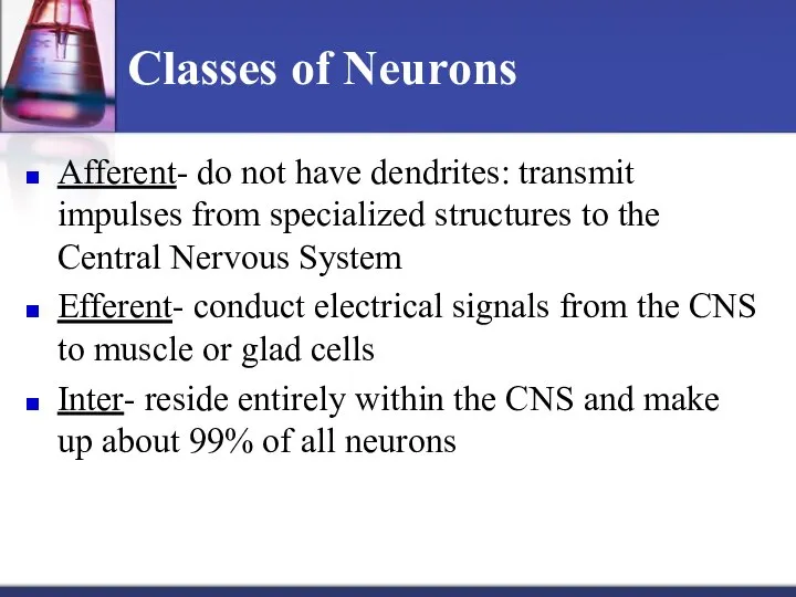 Classes of Neurons Afferent- do not have dendrites: transmit impulses from