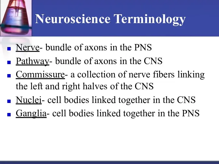 Neuroscience Terminology Nerve- bundle of axons in the PNS Pathway- bundle